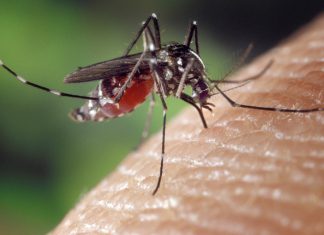 איך מבצעים הדברת יתושים שמבטיחה קיץ שקט באמת?
