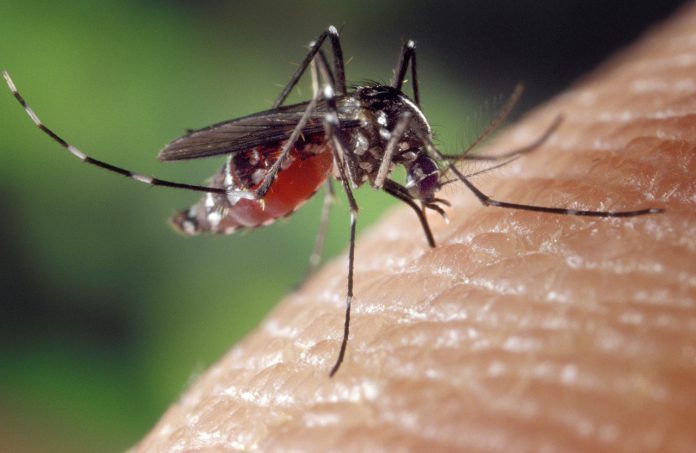 איך מבצעים הדברת יתושים שמבטיחה קיץ שקט באמת?