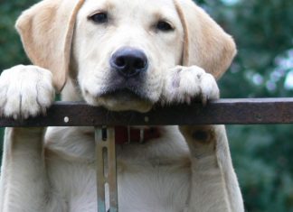 הדרך המושלמת ללימוד אילוף כלבים