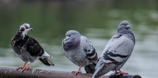 הרחקת יונים: פתרונות יעילים למרפסת הביתית